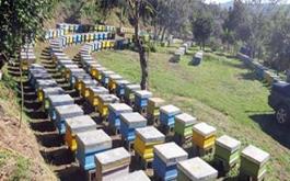 پوشش بیمه ای تعداد 6255 کلونی زنبور عسل  توسط صندوق بیمه کشاورزی استان البرز