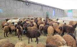 بیمه بیش از 297 هزار واحد دامی در بانک کشاورزی استان لرستان
