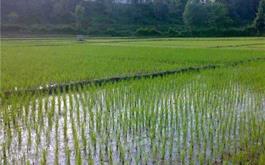 افزایش ۷۰ درصدی کشت مکانیزه برنج در شالیزارهای استان مازندران با حمایت  بانک کشاورزی