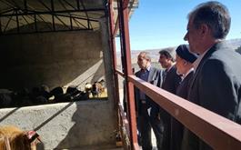 افتتاح طرح پرواربندی بره 340 راسی با حمایت بانک کشاورزی در استان لرستان