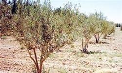 بیمه 2096 هکتار از باغات در بانک کشاورزی استان لرستان