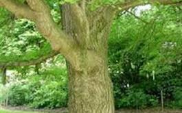 بیمه بیش از 473  هکتار تنه درختان در بانک کشاورزی استان لرستان