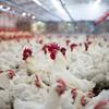 گزارش ویژه : بانک کشاورزی، حامی تولید و کارآفرینان/ حمایت 216  میلیاردی بانک کشاورزی از راه اندازی مزرعه بزرگ پرورش مرغ مادر و مرغداری گوشتی مدرن درمازندران 