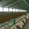 گزارش ویژه : بانک کشاورزی، حامی تولید و کارآفرینان/ حمایت 370 میلیاردی بانک کشاورزی از راه اندازی یکی از بزرگترین طرح های گوسفند داشتی در استان سمنان