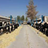 بانک کشاورزی، حامی تولید و کارآفرینان /حمایت 346میلیاردریالی بانک کشاورزی از مجتمع کشت و صنعت در استان تهران 