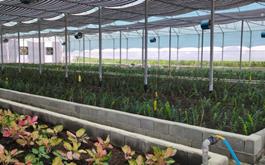 افتتاح گلخانه پرورش گلهای زینتی به مساحت 7000 متر مربع در استان مازندران با حمایت بانک کشاورزی