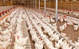 پرداخت  76 میلیارد ریال تسهیلات به مرغداران برای احیا و توسعه مرغ لاین آرین توسط بانک کشاورزی استان لرستان