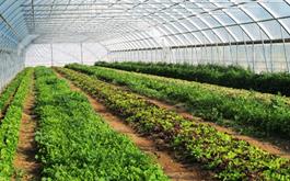 احداث گلخانه سبزی و صیفی با حمایت 21 میلیارد ریالی بانک کشاورزی در استان بوشهر