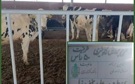 افتتاح طرح گاوداری شیری 50 راسی با حمایت بانک کشاورزی استان لرستان در دهه مبارک فجر