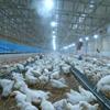 بانک کشاورزی، حامی تولید و کارآفرینان / حمایت 60 میلیاردی بانک کشاورزی استان بوشهر از راه اندازی نخستین واحد تولید تخم مرغ نطفه دار در نوار ساحلی جنوب کشور