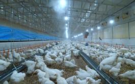 بانک کشاورزی، حامی تولید و کارآفرینان / حمایت 60 میلیاردی بانک کشاورزی استان بوشهر از راه اندازی نخستین واحد تولید تخم مرغ نطفه دار در نوار ساحلی جنوب کشور