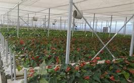 افتتاح گلخانه پرورش گل آنتوریوم به مساحت 3000 متر مربع در استان مازندران با حمایت بانک کشاورزی