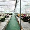 گزارش ویژه : بانک کشاورزی، حامی تولید و کارآفرینان / حمایت 76 میلیارد ی بانک کشاورزی از راه اندازی مجموعه گل خانه گل ارکیده منجزی در استان البرز 
