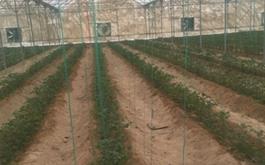 بهره برداری از  طرح گلخانه سبزیجات و صیفی جات در استان بوشهر