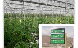 احداث گلخانه سبزی و صیفی با مشارکت بانک کشاورزی استان لرستان