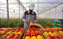 پرداخت 229 میلیارد ريال تسهیلات نرخ ترجیهی گلخانه توسط بانک کشاورزی استان اصفهان
