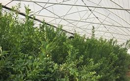 افتتاح گلخانه لیمو ترش به مساحت 3000 متر مربع در استان مازندران با حمایت بانک کشاورزی