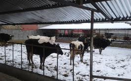 افتتاح طرح پرواربندی گوساله 180 راسی با حمایت بانک کشاورزی در استان لرستان