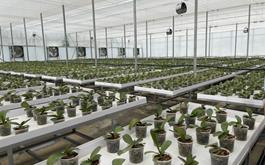 افتتاح گلخانه پرورش گل ارکیده به مساحت 3000 مترمریع در شهرستان ساری استان مازندران با حمایت بانک کشاورزی