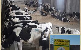افتتاح طرح پرواربندی گوساله 300 راسی با حمایت 22 میلیارد ریالی بانک کشاورزی استان لرستان در دهه مبارک فجر