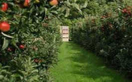پرداخت 87 میلیارد ریال تسهیلات باغداری توسط بانک کشاورزی استان لرستان