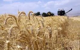 100 درصد بهای گندم خریداری شده به حساب کشاورزان لرستانی واریز شد