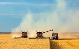 خرید تضمینی بیش از 4 میلیون تن گندم در شعب بانک کشاورزی تا نیمه تیرماه
