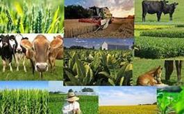 افزایش بیش از 2 برابری تسهیلات پرداختی بانک کشاورزی استان لرستان در حمایت از تولید بخش کشاورزی