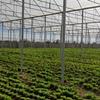 : بانک کشاورزی، حامی تولید و کارآفرینان / حمایت 280میلیاردی بانک کشاورزی از راه اندازی واحد گلخانه ای پرورش سبزی و صیفی جات در استان قزوین