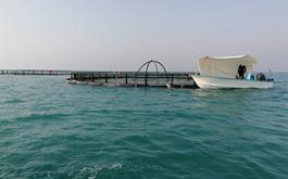 تخصیص 150 میلیارد ریال منابع بانک کشاورزی برای راه اندازی طرح پرورش ماهی در قفس در  بوشهر
