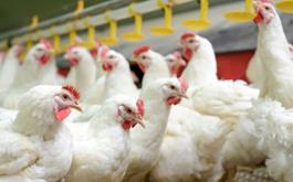 پرداخت تسهیلات بانک کشاورزی با نرخ ترجیحی به مرغداران برای احیا و توسعه مرغ لاین آرین