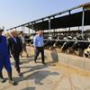 با مشارکت بانک کشاورزی صورت می گیرد: احداث کارخانه فرآورده‌های شیر در ورامین