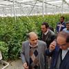 بازدید مدیرعامل بانک کشاورزی از طرح مشارکتی گلخانه هیدروپونیک در استان اصفهان 