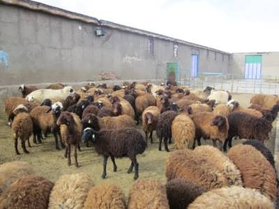 بیمه بیش از 297 هزار واحد دامی در بانک کشاورزی استان لرستان
