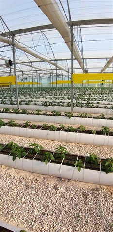 احداث  گلخانه سبزی و صیفی با حمایت 80 میلیاردی بانک کشاورزی در استان بوشهر