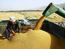 پوشش بیمه ای 18766  هکتار محصولات زراعی  توسط صندوق بیمه کشاورزی استان البرز