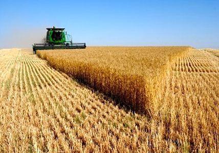 پرداخت 1742 میلیارد ریال وجوه گندم و کلزای خریداری شده به کشاورزان استان بوشهر 