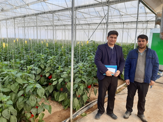 راه اندازی واحد گلخانه تولید گوجه فرنگی به مساحت 3000مترمربع با مشارکت بانک کشاورزی استان اصفهان