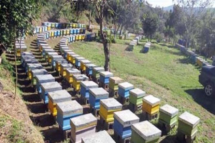پوشش بیمه ای تعداد 6255 کلونی زنبور عسل  توسط صندوق بیمه کشاورزی استان البرز