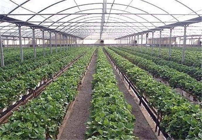 پرداخت بیش از  484  میلیارد ریال تسهیلات احداث گلخانه  در شعب  بانک کشاورزی استان مازندران