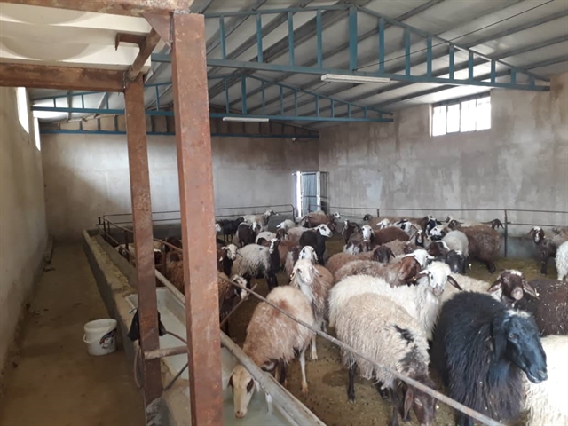 پویش اخبار دهه مبارک فجر: بهره برداری از طرح پرواربندی بره 500 راسی با حمایت بانک کشاورزی در استان لرستان
