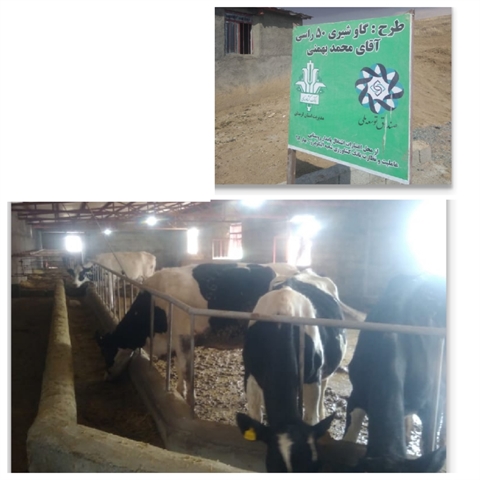 پویش اخبار دهه مبارک فجر: بهره برداری از طرح پرورش گاو شیری 50 راسی با حمایت بانک کشاورزی در استان لرستان