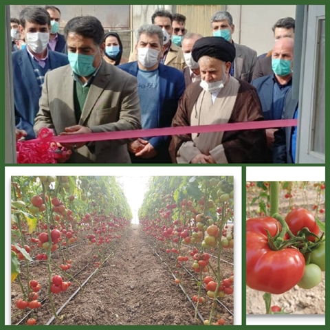 پویش اخبار دهه مبارک فجر : افتتاح یک واحد گلخانه سبزی و صیفی با مشارکت بانک کشاورزی در استان لرستان