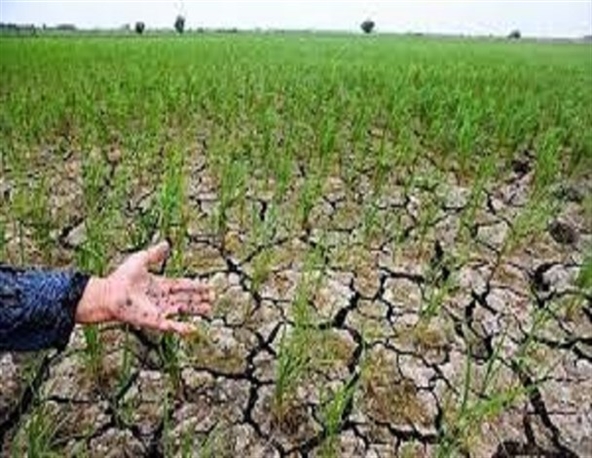 پرداخت بیش از657  میلیارد ریال غرامت به کشاورزان خسارت دیده استان لرستان