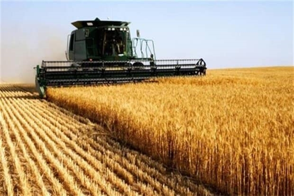 پرداخت بیش از 85649 میلیون ریال بهای گندم به کشاورزان توسط بانک کشاورزی استان البرز