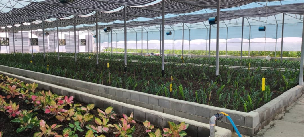 افتتاح گلخانه پرورش گلهای زینتی به مساحت 7000 متر مربع در استان مازندران با حمایت بانک کشاورزی