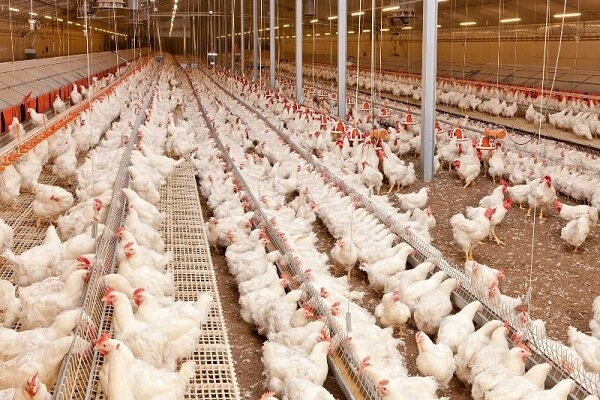 پرداخت  76 میلیارد ریال تسهیلات به مرغداران برای احیا و توسعه مرغ لاین آرین توسط بانک کشاورزی استان لرستان