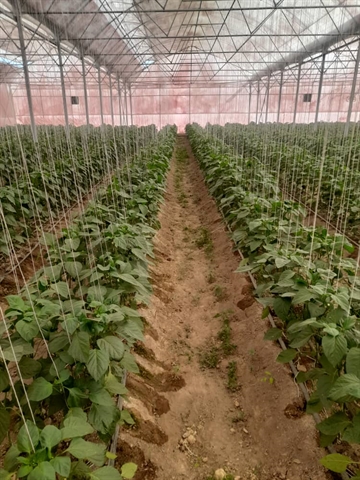 بهره برداری از واحد گلخانه سبزی و صیفی به ظرفیت 14000 متر مربع در استان اصفهان