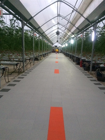 در دهه مبارک فجر، افتتاح طرح بزرگ گلخانه سبزی و صیفی در استان مازندران با حمایت بانک کشاورزی