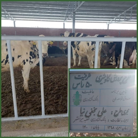 افتتاح طرح گاوداری شیری 50 راسی با حمایت بانک کشاورزی استان لرستان در دهه مبارک فجر
